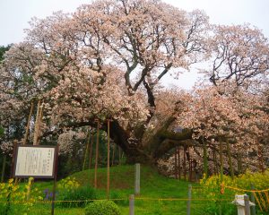 吉高の大桜